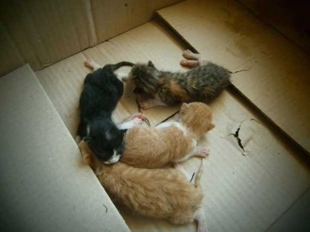 Ηράκλειο Κρήτης: Βρήκε τα γατάκια πεταμένα στα σκουπίδια